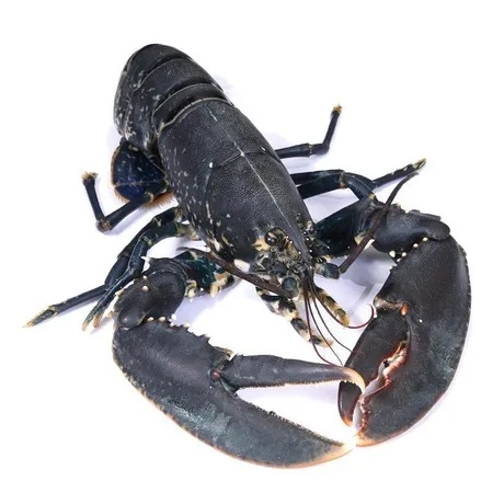 Isle of Man Lobster